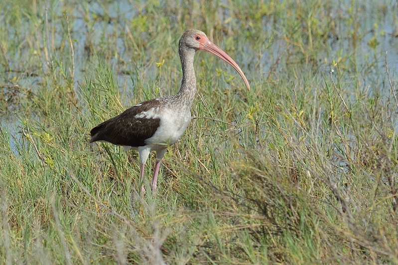 Witte Ibis